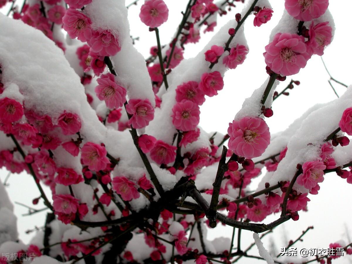 迎年雪里梅花七首（千树开时雪里看，无限精神总属他）