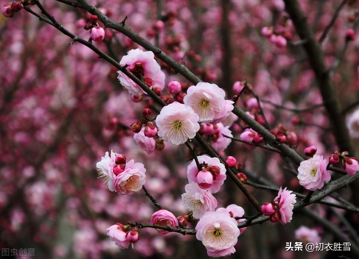 儿童欢礼灶，梅花盛小年（小年诗词名句五首）