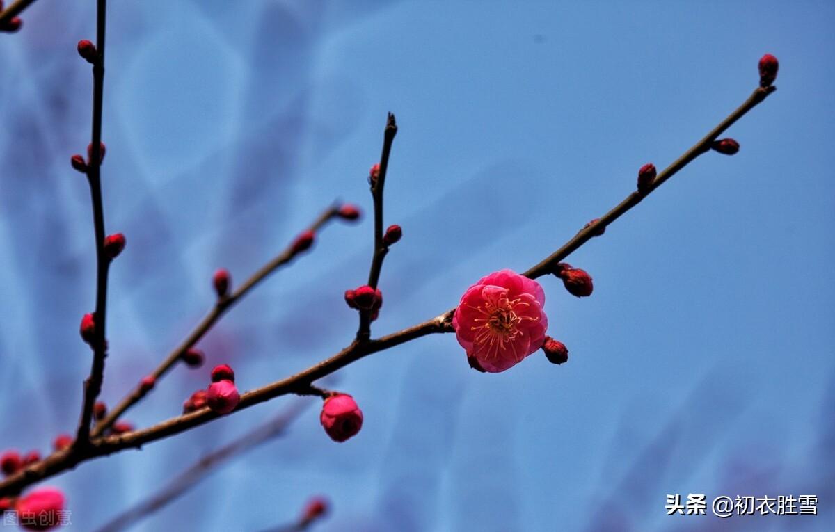 梅花唯美古诗大全（高启梅花三首诗词鉴赏）