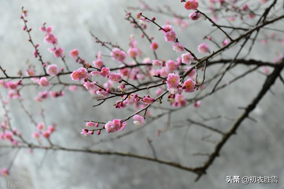 梅花唯美古诗大全（高启梅花三首诗词鉴赏）