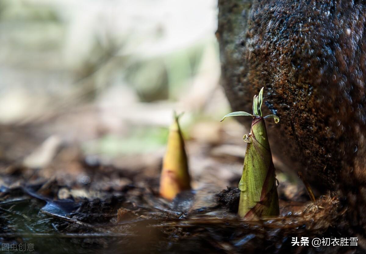 食笋唯美古诗句（食笋经典古诗七首）