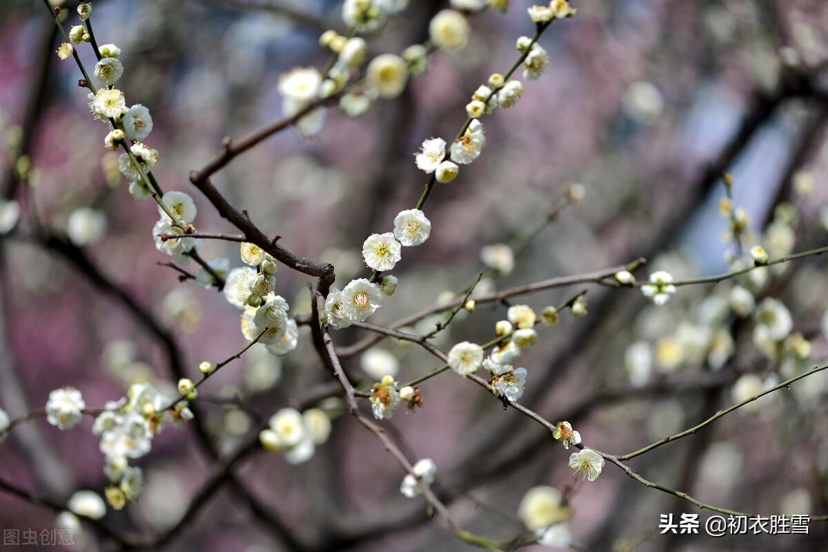 长相思唯美古诗赏析，​《长相思》梅花四首