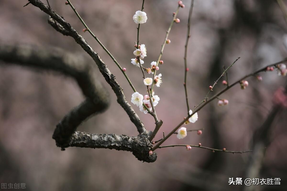 长相思唯美古诗赏析，​《长相思》梅花四首