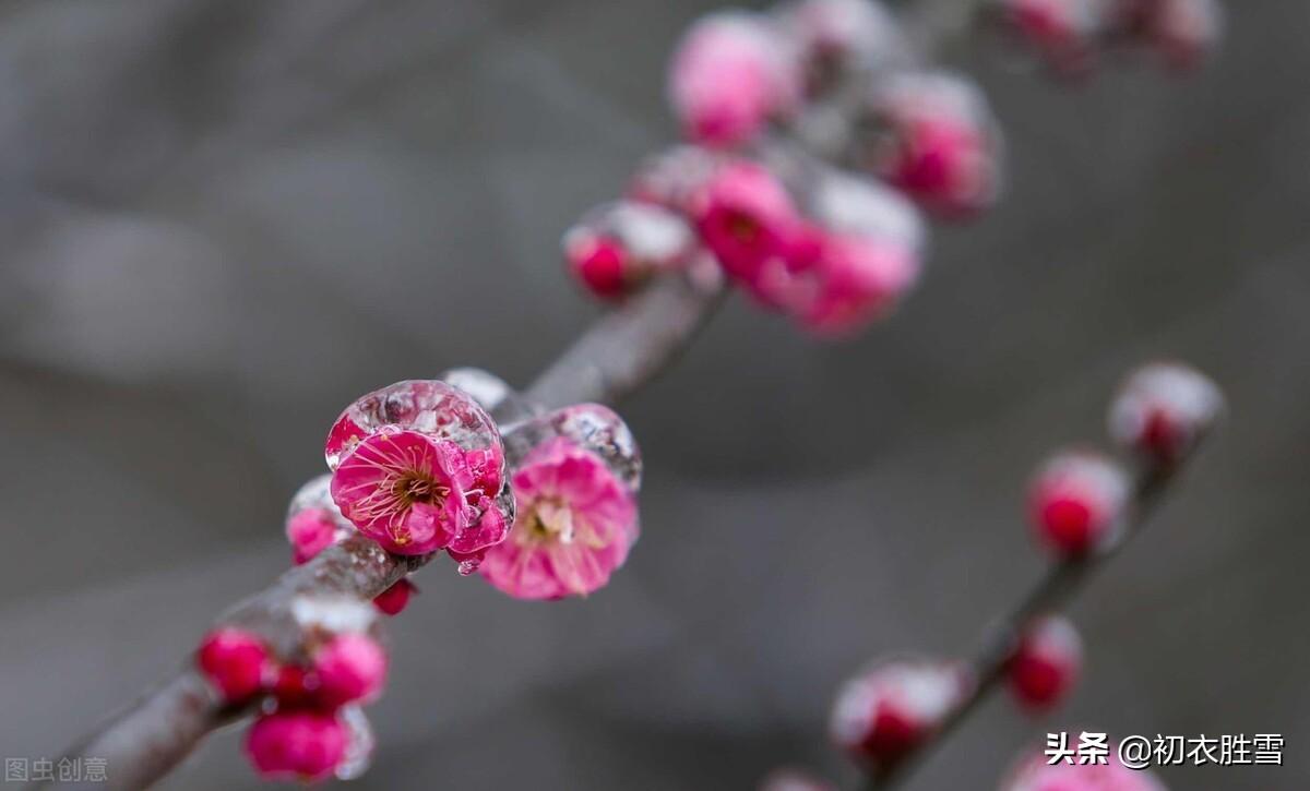 长相思唯美古诗赏析，​《长相思》梅花四首