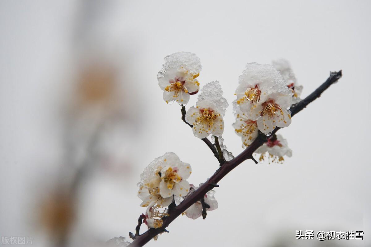 长相思唯美古诗赏析，​《长相思》梅花四首