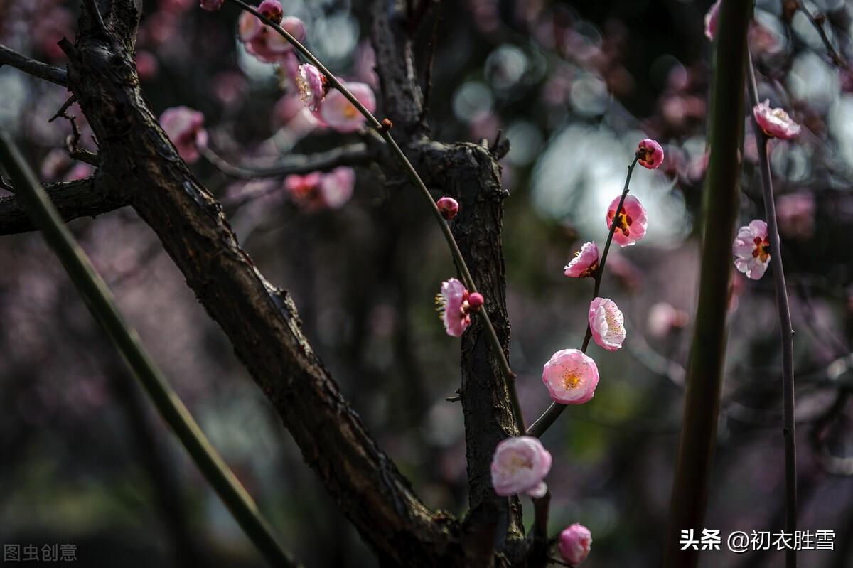 长相思唯美古诗赏析，​《长相思》梅花四首