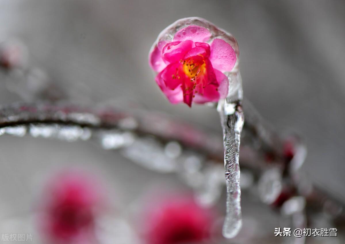 梅花唯美古诗原文及解释（苏东坡梅花五首赏析）