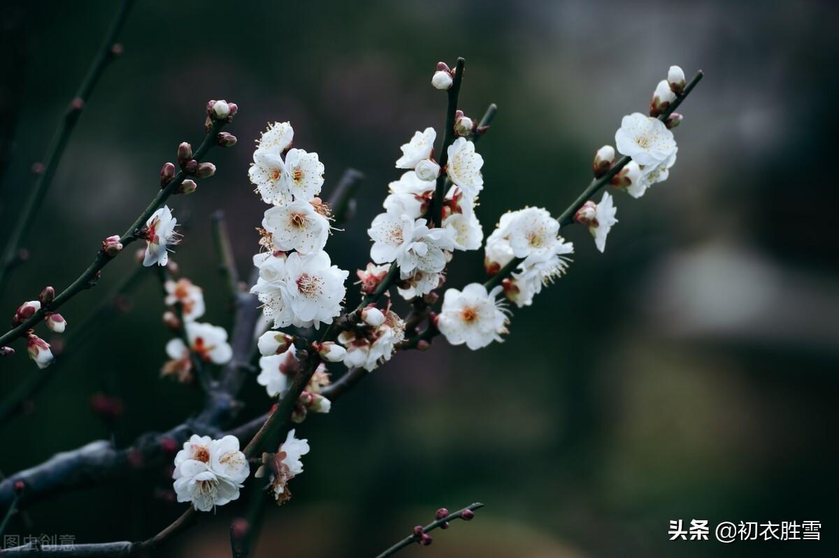 梅花唯美古诗大全（​晏殊梅花唯美诗词二首）