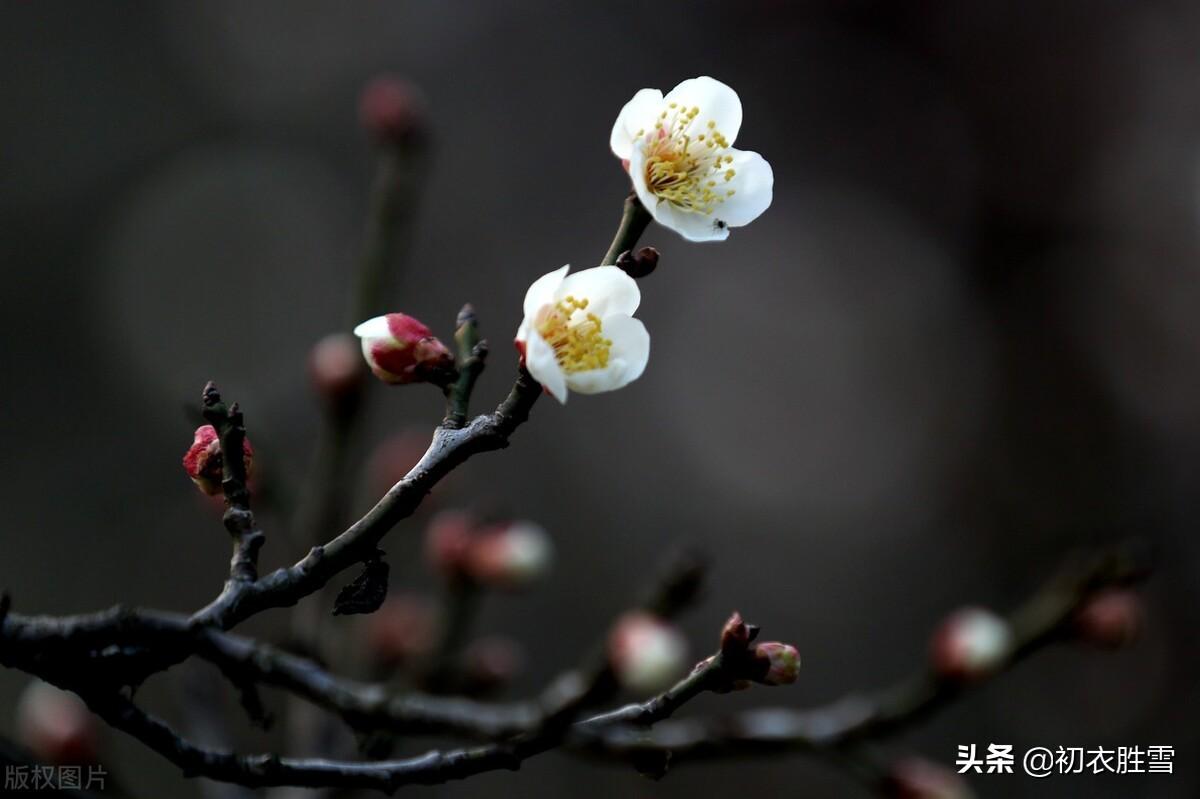 梅花唯美古诗大全（​晏殊梅花唯美诗词二首）