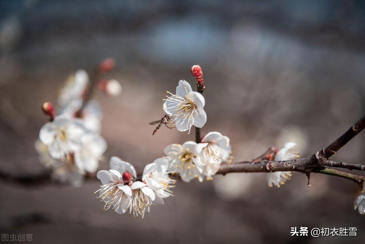 梅花唯美古诗大全（​晏殊梅花唯美诗词二首）