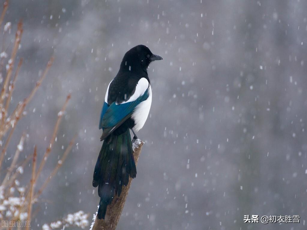 小寒经典古诗有哪些（小寒节气物候古诗五首）