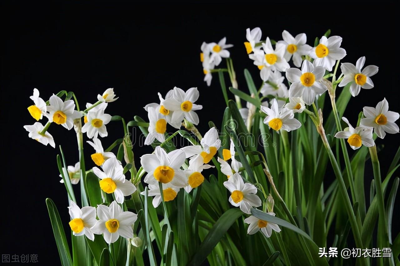 水仙花经典古诗词（借水开花亦自奇，只比寒梅无好枝）