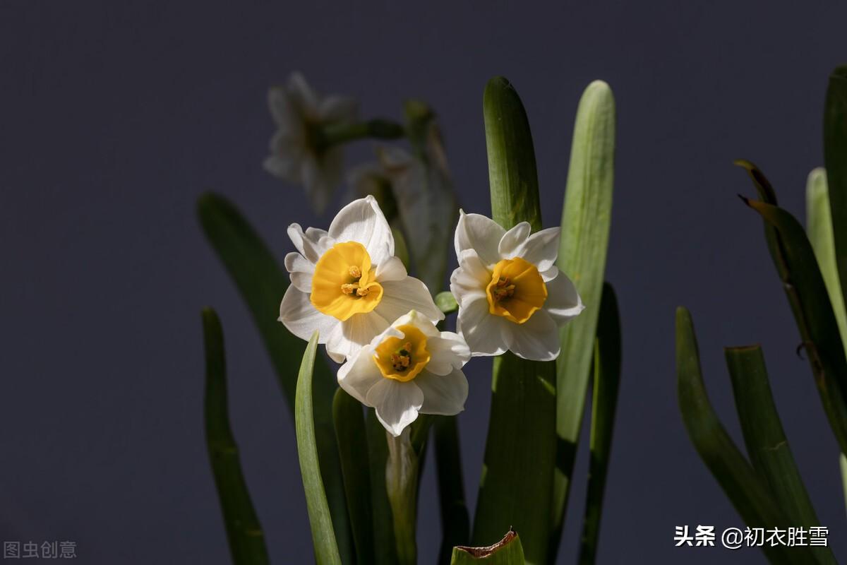 水仙花经典古诗词（借水开花亦自奇，只比寒梅无好枝）