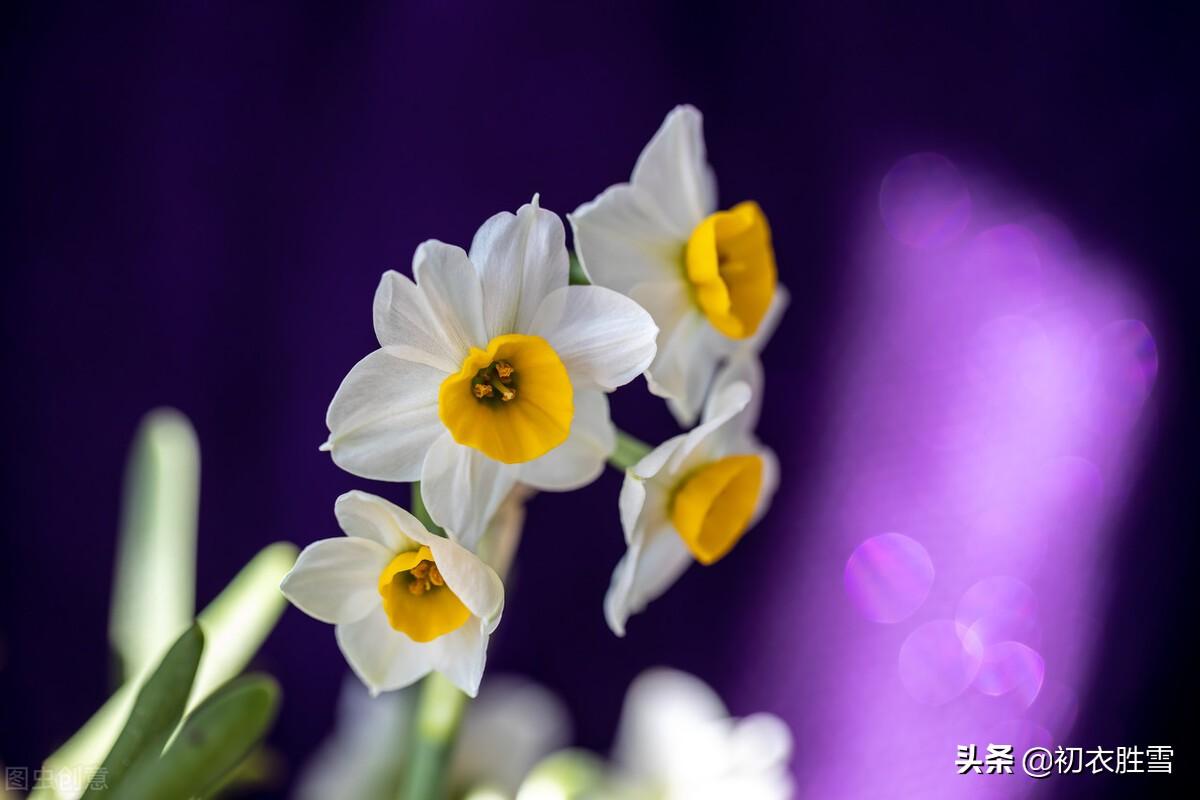 水仙花经典古诗词（借水开花亦自奇，只比寒梅无好枝）