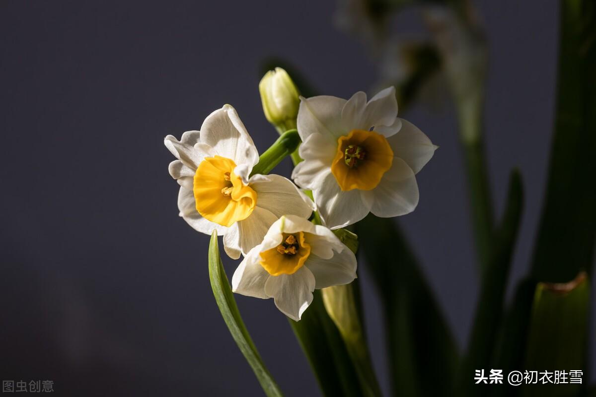 水仙花经典古诗词（借水开花亦自奇，只比寒梅无好枝）