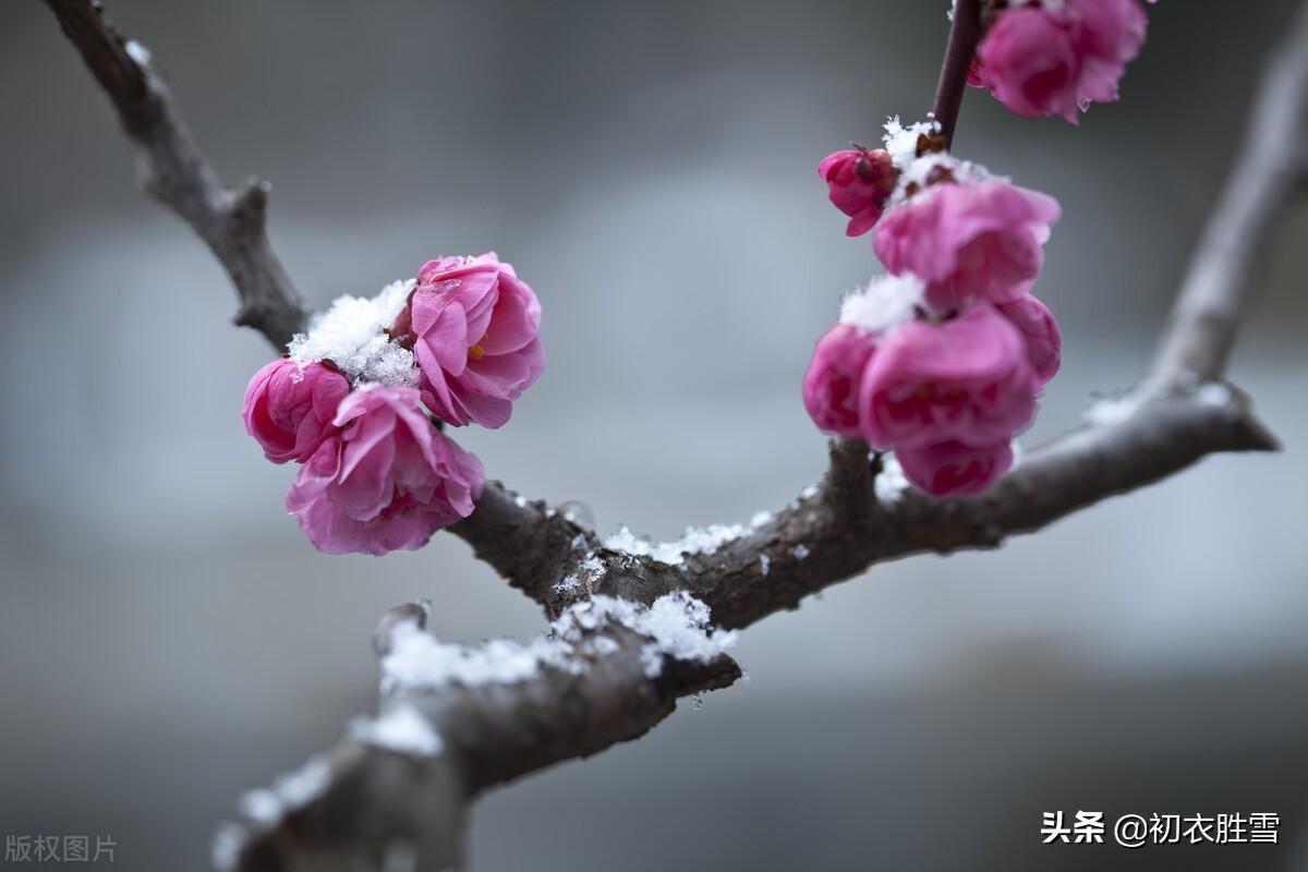 轻盈细雪古诗五首鉴赏（风飘细雪落如米，索索萧萧芦苇间）