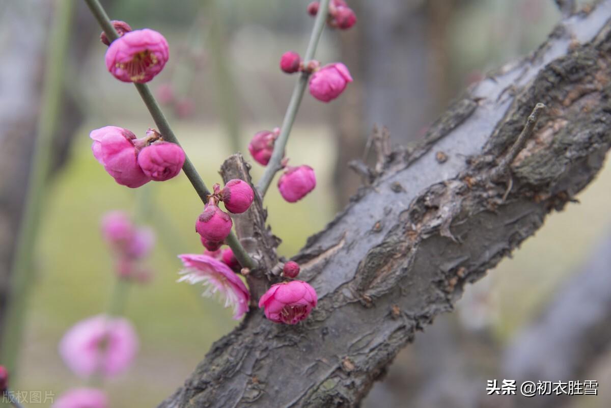 阳生一脉天，梅香告报春（冬至明丽诗词七首鉴赏）