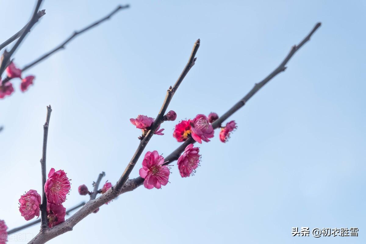 阳生一脉天，梅香告报春（冬至明丽诗词七首鉴赏）