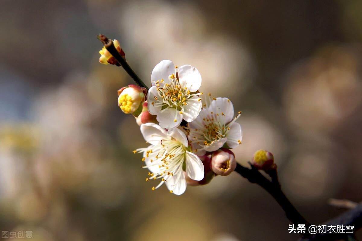 冬至经典古诗词鉴赏（冬至至后日初长，冬至阳生春又来）