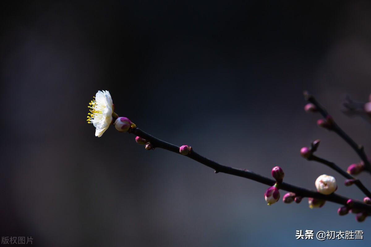 歌颂梅花经典的诗句（仲冬梅花唯美古诗）