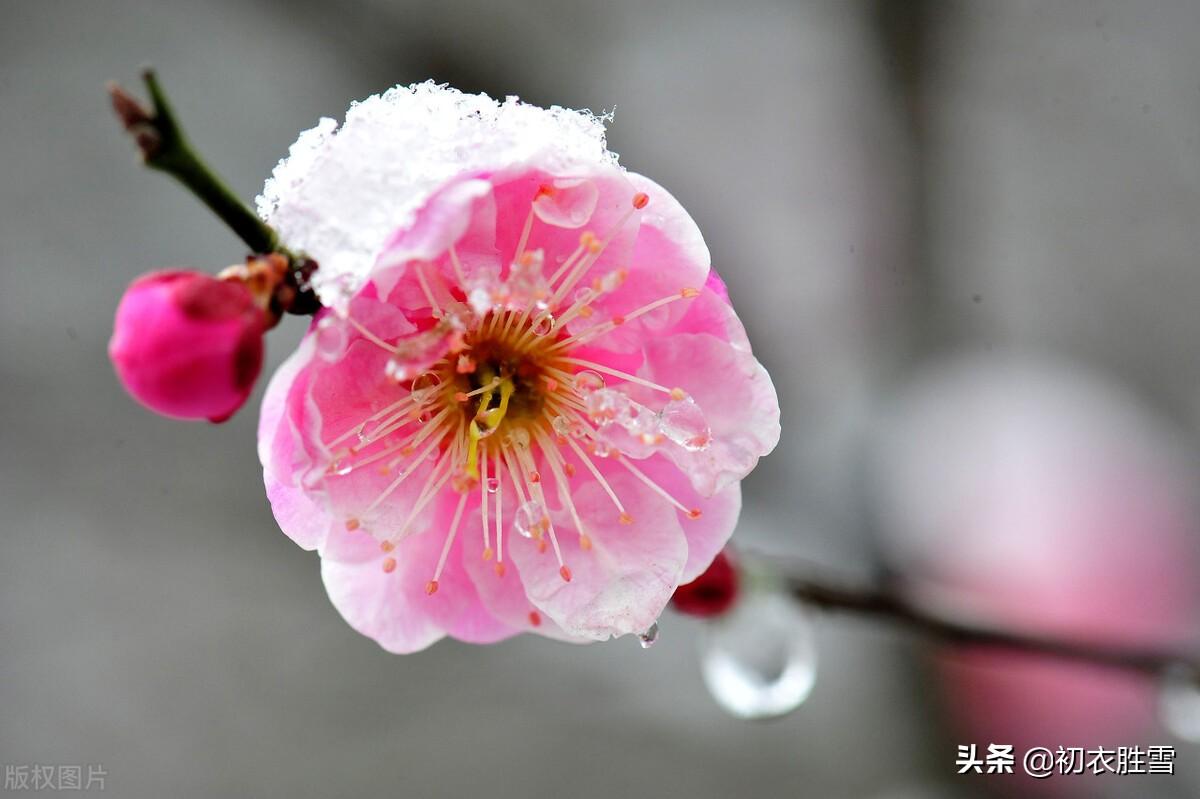 歌颂梅花经典的诗句（仲冬梅花唯美古诗）