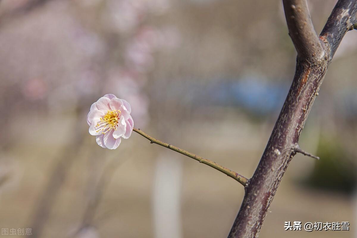 歌颂梅花经典的诗句（仲冬梅花唯美古诗）