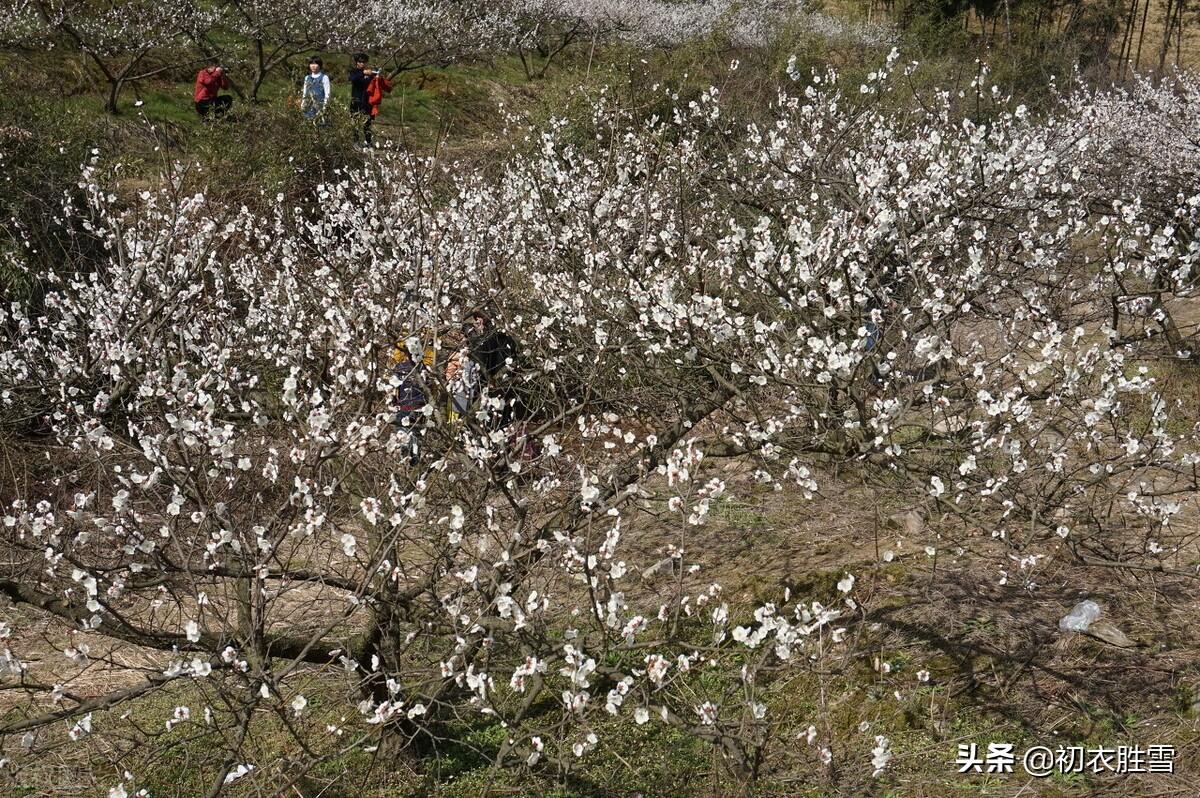 唐诗大气寒梅五首（为忆故溪千万树，几年辜负雪中开）