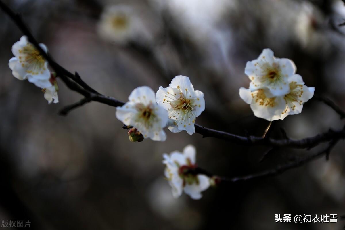 梅花经典古诗词有哪些（​崔道融梅花唯美三首）