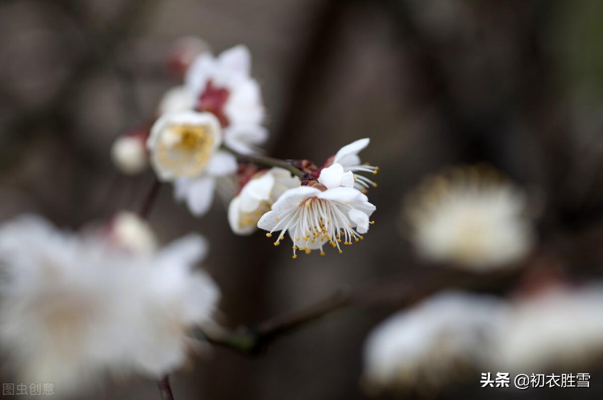 梅花经典古诗词有哪些（​崔道融梅花唯美三首）