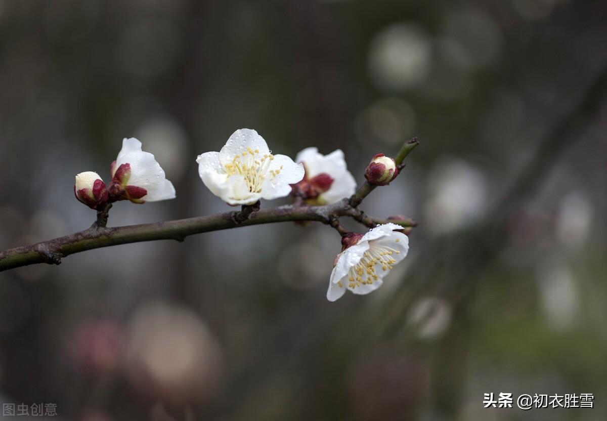 梅花经典古诗词有哪些（​崔道融梅花唯美三首）