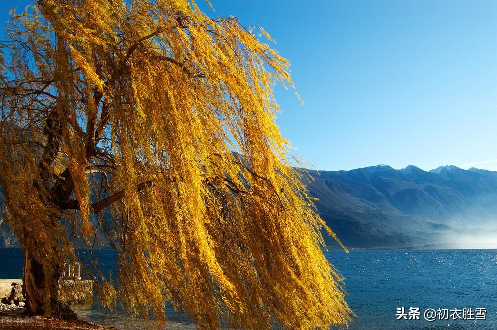 赞美雪柳的七绝诗（冬柳优美诗词五首）