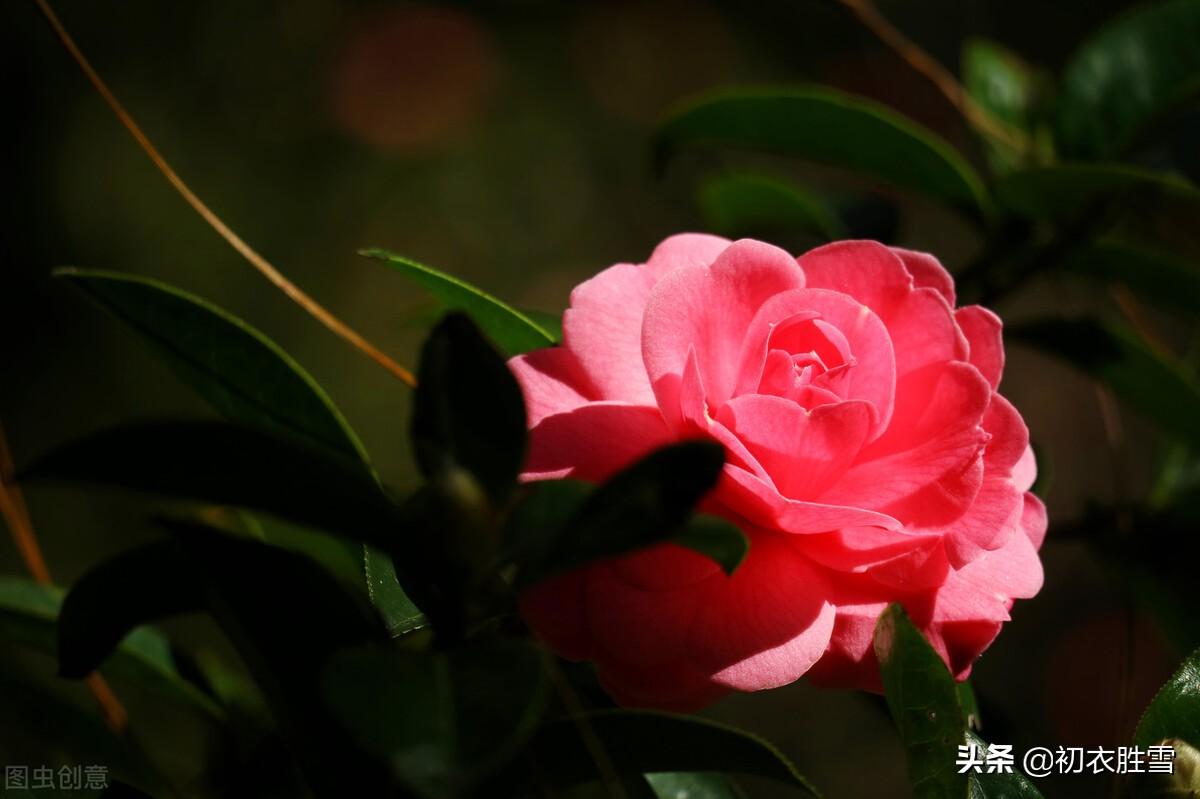 冬日茶花优美古诗九首（好在朱朱兼白白，一天飞雪映山茶）