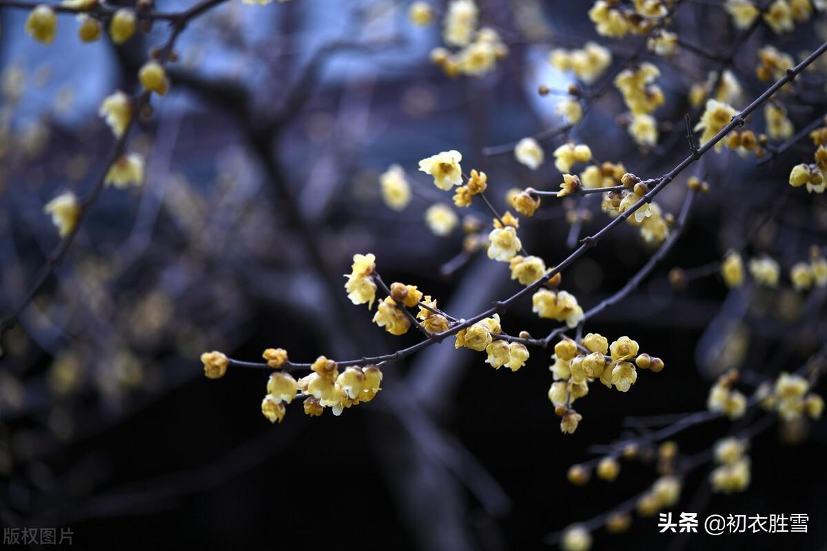 腊梅黄梅花六首古诗（欲向黄梅问消息，一枝金蓓始嫣然）