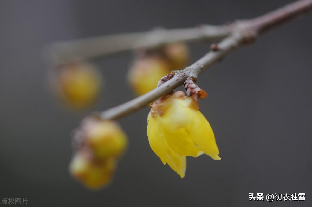 腊梅黄梅花六首古诗（欲向黄梅问消息，一枝金蓓始嫣然）