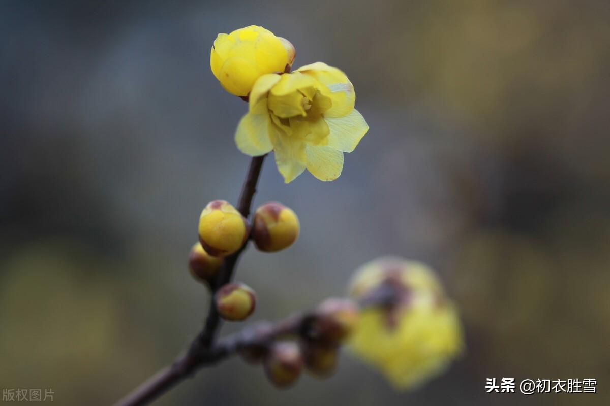 腊梅黄梅花六首古诗（欲向黄梅问消息，一枝金蓓始嫣然）