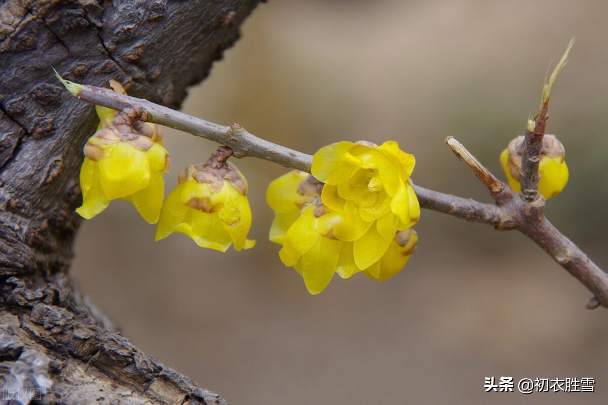 腊梅黄梅花六首古诗（欲向黄梅问消息，一枝金蓓始嫣然）