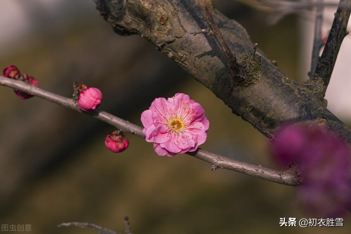 仲冬腊前梅古诗七首鉴赏（一枝先见腊前梅，一朵梅花占两年）