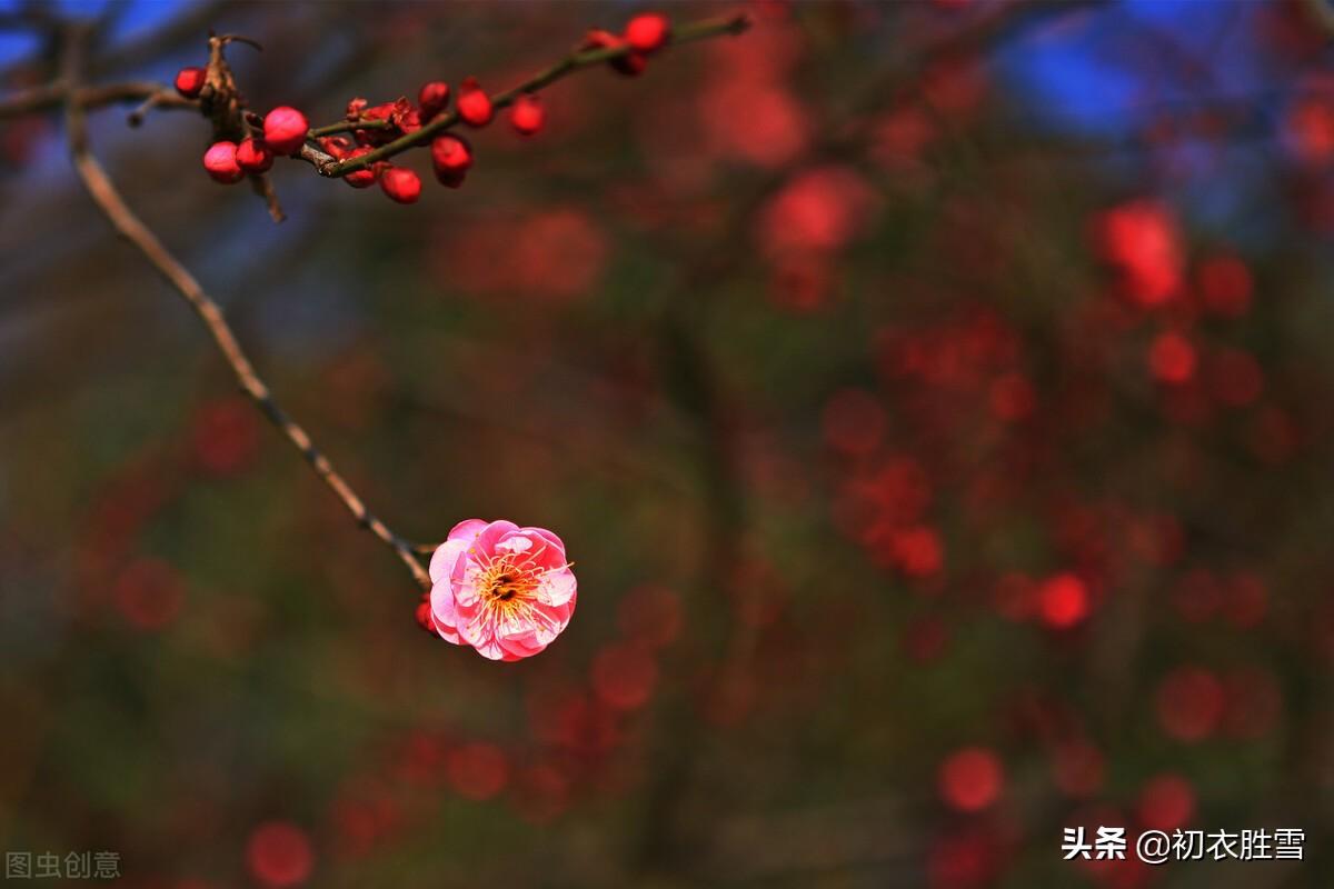 仲冬腊前梅古诗七首鉴赏（一枝先见腊前梅，一朵梅花占两年）