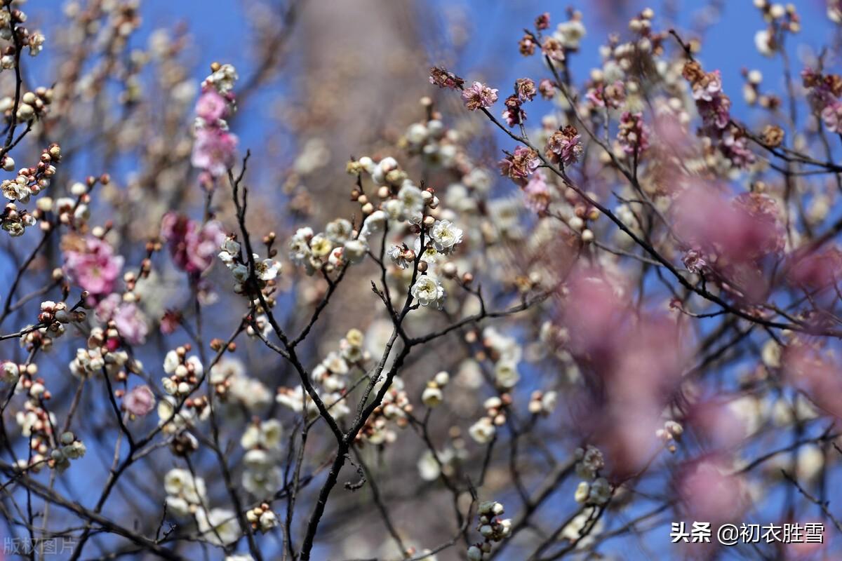 苏轼仲冬梅花两首诗词（罗浮山下梅花村，玉雪为骨冰为魂）