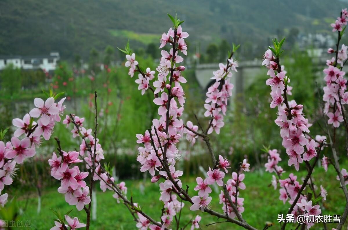 仲冬花开六首诗词赏析（冬仲何殊春候暖，垄畔桃花自在开）