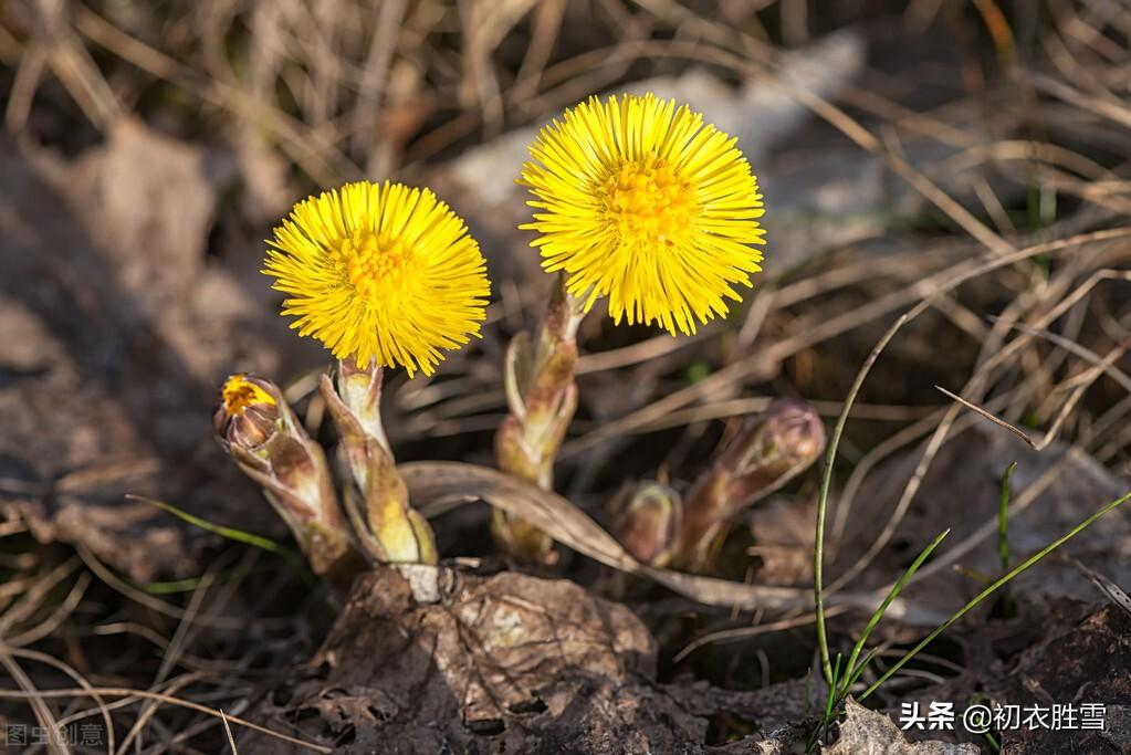 冬天款冬花五首古诗词（世珍云母石，我爱款冬花）