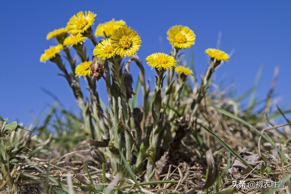 冬天款冬花五首古诗词（世珍云母石，我爱款冬花）