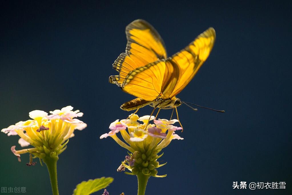 蝴蝶经典诗词大全（早冬可爱蝴蝶诗词五首）