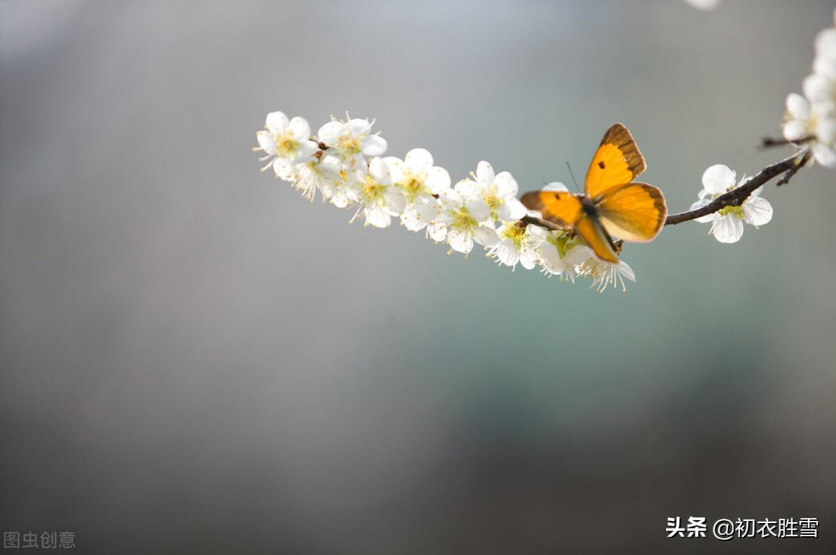 蝴蝶经典诗词大全（早冬可爱蝴蝶诗词五首）