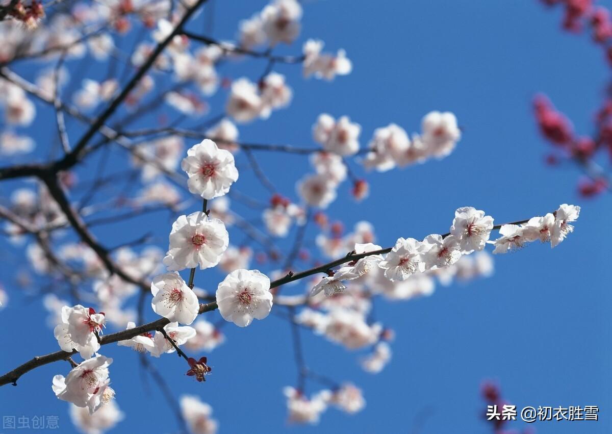 梅花经典诗词大全（诗经五首梅花古诗）