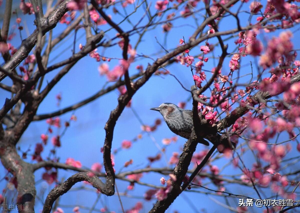 梅花经典诗词大全（诗经五首梅花古诗）