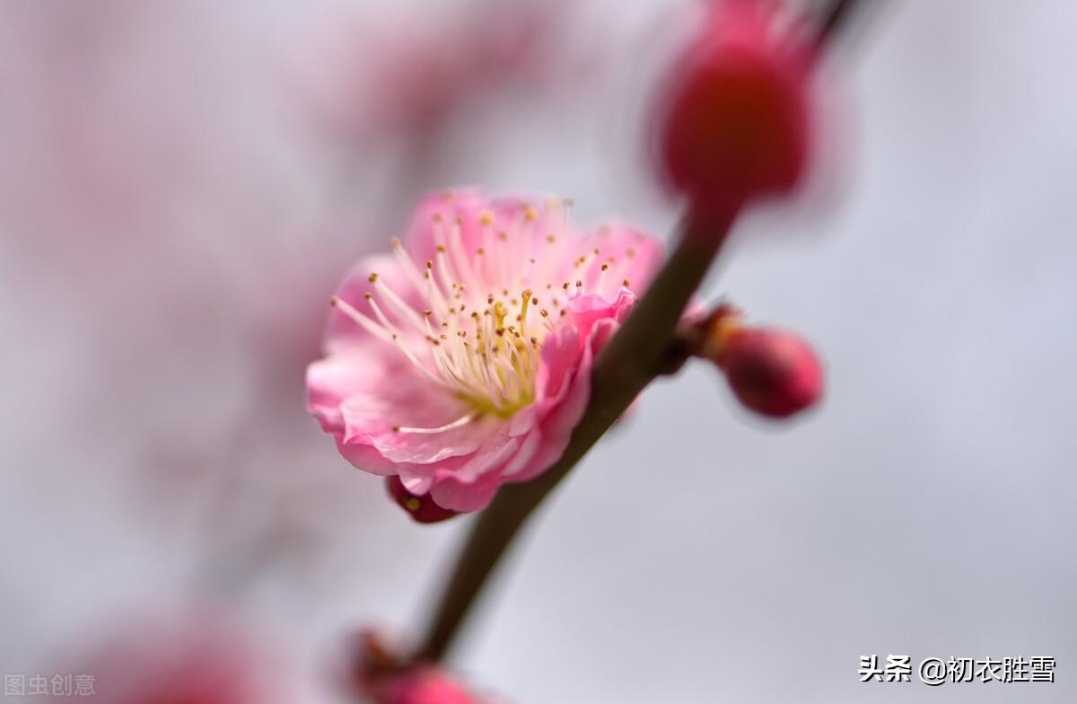 梅花经典诗词大全（诗经五首梅花古诗）