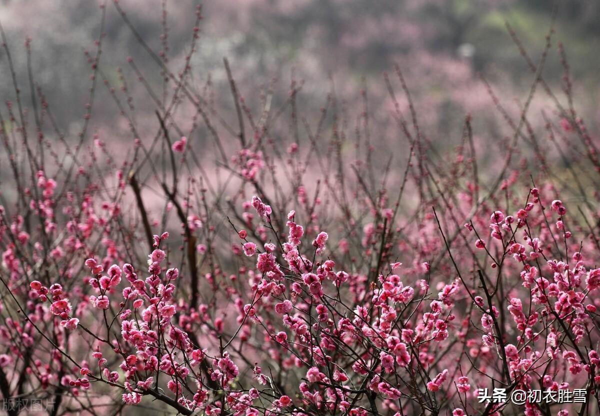 梅花经典诗词大全（诗经五首梅花古诗）