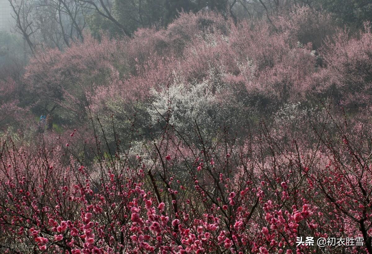 梅花经典诗词大全（诗经五首梅花古诗）