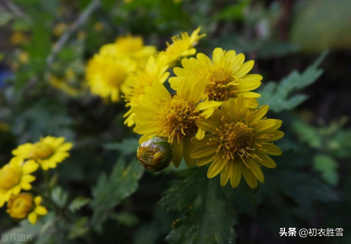 （古诗词里的冬月花开五首）